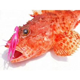 Yamashita Octopus Bait LP Octopus Aurora No. 1.5 inches (45 mm) Luminous P Lure
