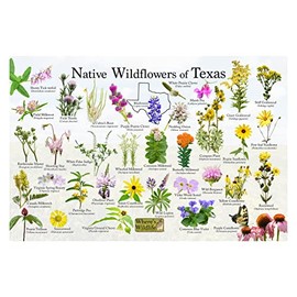 Where's Wildlife Native Wildflowers of Texas Poster - Flower Chart (16" x 24")