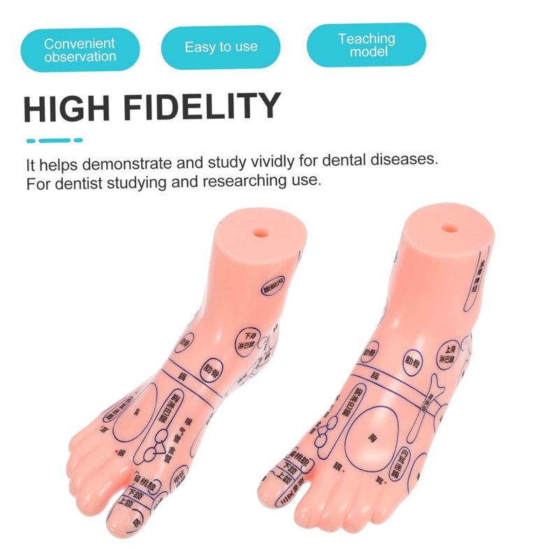 SAFIGLE Foot Massage Model for Acupoint Teaching Realistic Display Lifelike
