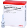 Cerebrum Suis INJEEL 1.1 ml Pack of 10