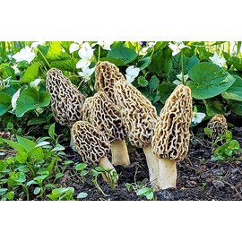 Morello Morel Mushroom Large Sawdust Grow Kit - 100 Grams (Pack of 1) - Easy to Cultivate Prized Mushrooms at Home 25 Gallon