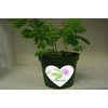 TickleMe Plant Anniversary Grow Kit - to Grow The Plant
