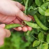 Organic Snap Pea Seeds (Sugar Daddy) - Approx 75 Seeds