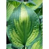 Perennial Farm Hosta X 'Paul's Glory' – Live Shade-Loving Plantain