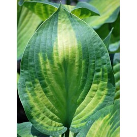 Perennial Farm Hosta X 'Paul's Glory' – Live Shade-Loving Plantain Lily in #1 Container, Striking Gold-Centered Green Leaves, Low Maintenance, Ideal for Borders, Beds, and Woodland Gardens