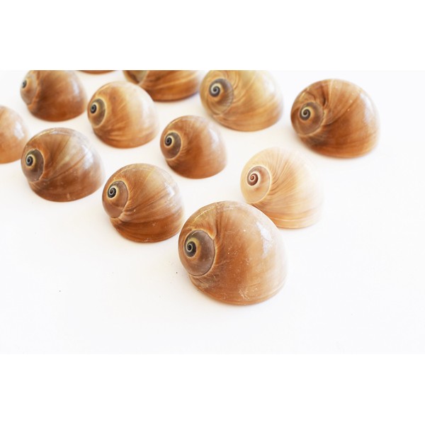 50 Select Whales Eye Moon Shells Seashells (1-1.5") Beach Crafts