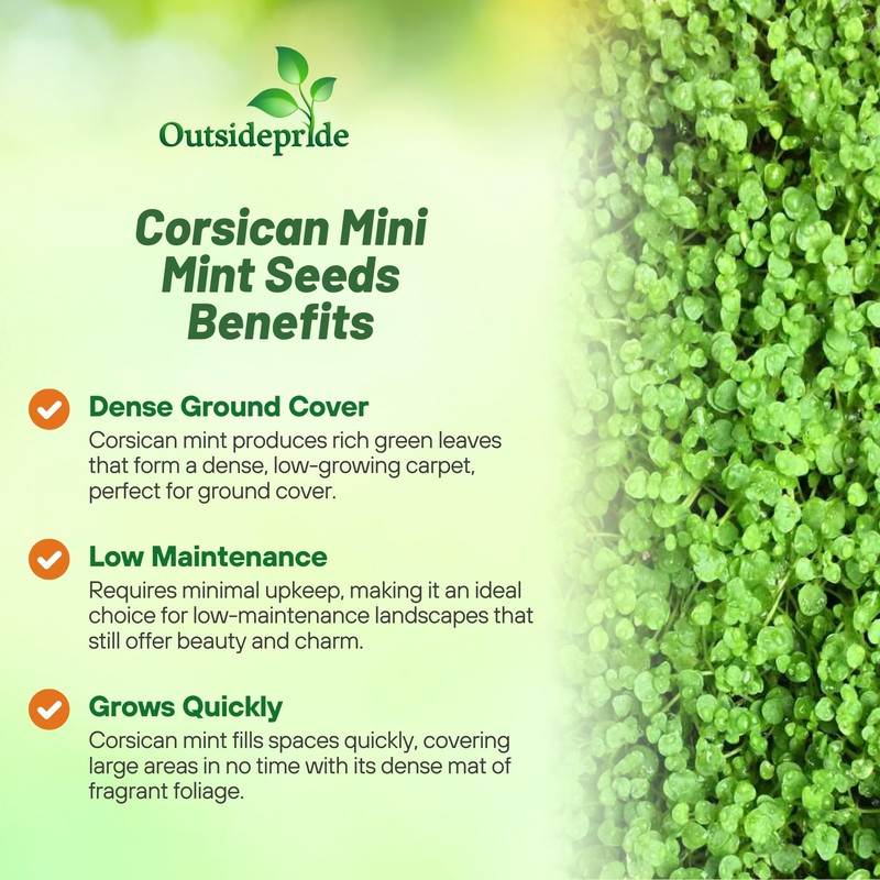 Outsidepride Mentha Corsican Mini Mint Seeds for Planting - 25