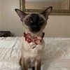 Necoichi Kabuki Charm Bow Tie Cat Collar (Red)