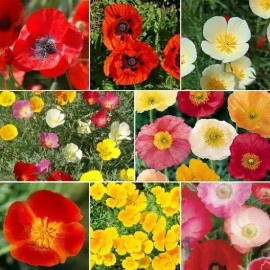 Mother Nature's Seeds POPPY POWER Mix w/ Perennial Oriental Poppies Papaver USA Non-GMO 2000 Seeds!