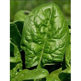 Mai's Family Giant Noble Spinach Seeds | NON-GMO | Heirloom Mai's Family - 50