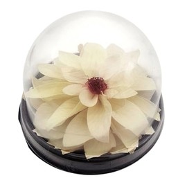 Konservierte Dahlienblüte, Mini-Terrarium, Lotusblüte, natürliche weiße Dahlie, Lotusblüte, konservierte Blumen, weiß.