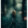 MySeeds.Co Pinus echinata (Shortleaf Pine) Tree Seeds, Graceful Display, Distinctive
