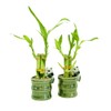 Generic Coop & Harp Small Lucky Bamboo Live Indoor Plant