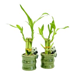 Generic Coop & Harp Small Lucky Bamboo Live Indoor Plant with Ceramic Vase, Live Indoor Lucky Bamboo for Home, Office and Gift (2PK Panda)