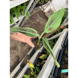 Unbranded Sumatrana "X" Cross Red Banana - Dwarf Red banana - Edible Red Banana