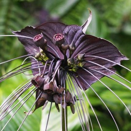 Wekiva Foliage Black Bat Flower - 4 inch Pot - Tacca chantrieri - Exotic Rare Flowering Plant