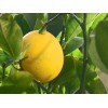 Tree Meyer Lemon Tree - 26-30" Tall - Live Fruit