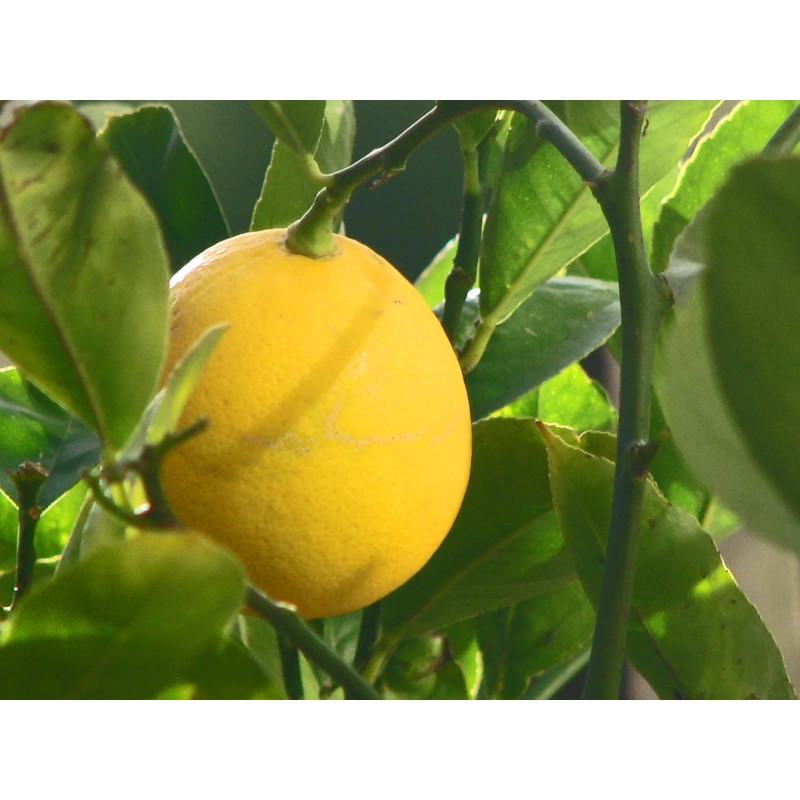 Tree Meyer Lemon Tree - 26-30" Tall - Live Fruit