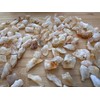 GAF TREASURES Wholesale Rough Citrine 0.5-1.25", Natural Small Citrine Point/Stone,