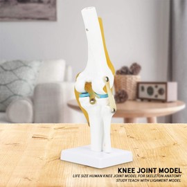 Life Size Human Knee Joint Model, Knee Anatomy Model for Skeleton Anatomy Study Teach with Ligament Model
