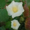 Outsidepride Cotton Levant - 200 Seeds