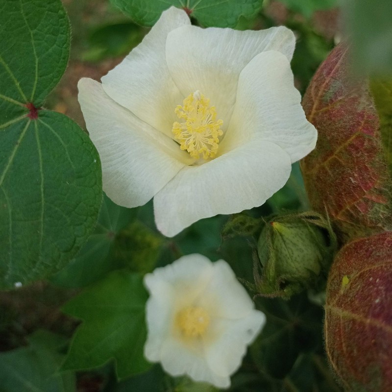 Outsidepride Cotton Levant - 200 Seeds