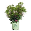 American Beauties Native Plants - Kalmia lat. 'Pink Charm' (Mountain