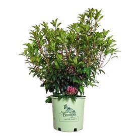 American Beauties Native Plants - Kalmia lat. 'Pink Charm' (Mountain Laurel) Evergreen, deep pink flowers, #3 - Size Container