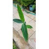 1 Heliconia Golden Torch Adrin Plant - Rhizome for Growing