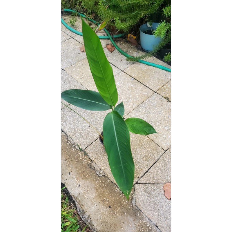 1 Heliconia Golden Torch Adrin Plant - Rhizome for Growing