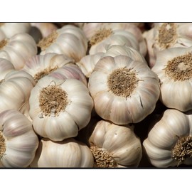 Fresh Garlic Seed 3 Bulbs For Planting Or Eating,