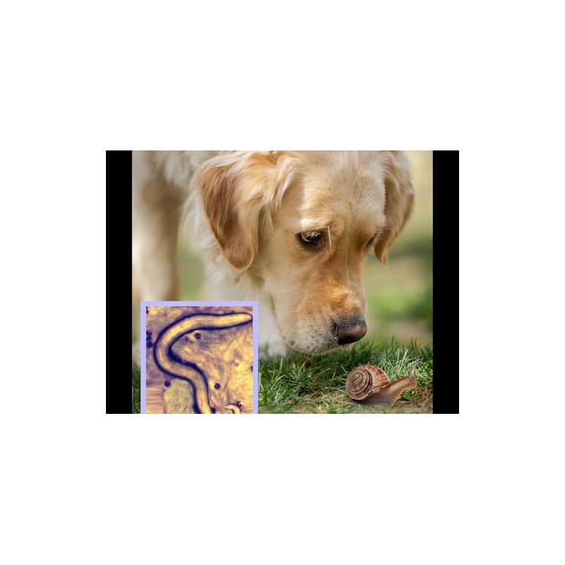 Dragon Lab & Canine Lungworm Test Kit Blood Screening for