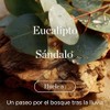 Raw Sugar Body Wash Eucalyptus Sandalwood Boost Gel Baño Hidratante