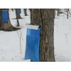 Case 250 Maple Sap / Syrup Bags For Sap Sack
