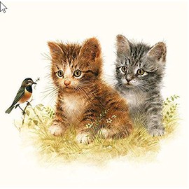20 Napkins Accessible Cats as Table Decoration for Lovers of Animals 33 x 33 cm