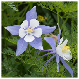 Everwilde Farms - 1 Oz Blue Rocky Mountain Columbine Native Wildflower Seeds - Gold Vault