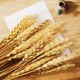 Uieke 600 Stems Dried Wheat Stalks, 17.7 Inches Dried Flowers 100% Natural Wheat for Home Kitchen Wedding Party Table Centerpiece Harvest Wreath Boho Farmhouse DIY Decoration