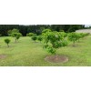 Catalpa, Southern Catalpa Tree Seeds, (For Raising Catalpa Worms) Catfish