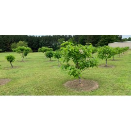 Catalpa, Southern Catalpa Tree Seeds, (For Raising Catalpa Worms) Catfish Candy
