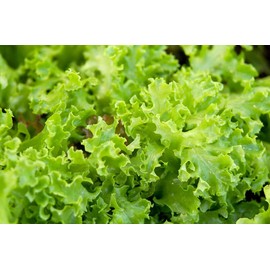 TomorrowSeeds - Waldman's Green Leaf Lettuce Seeds - 1500+ Count Packet - for 2024 Lactuce Sativa Curly Looseleaf Romaine Bibb Cos Garden Vegetable