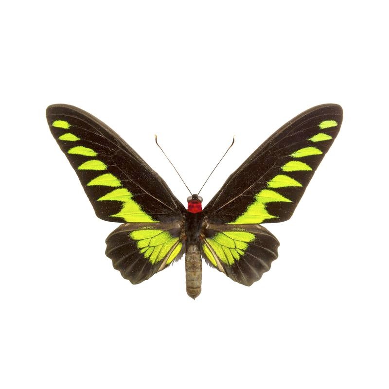 Trogonoptera Brookiana Butterfly | Petite Art Block - Color: Gradient