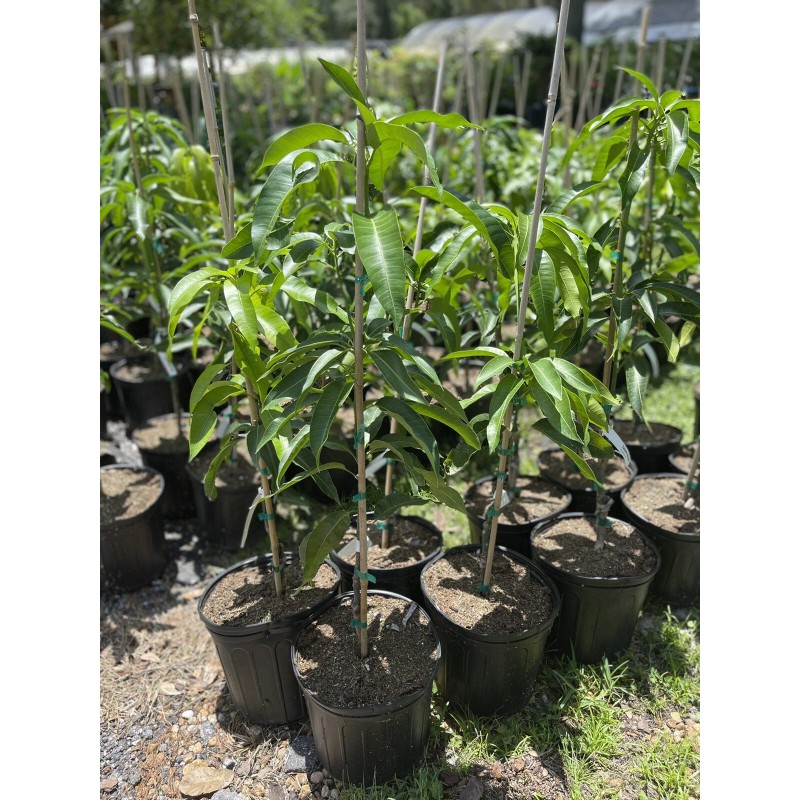 Tree GLENN MANGO TREE GRAFTED (3 Feet Tall).