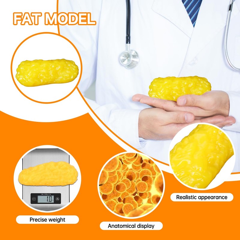 1lb Human Fat Muscle Replica with Base,Anatomic Model for Gym