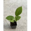 Tree Cherimoya Plant With Pot 8” Seedling Ready To Plant