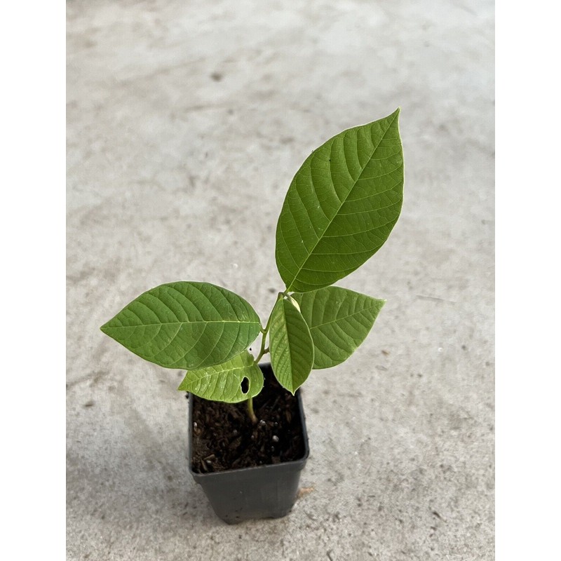 Tree Cherimoya Plant With Pot 8” Seedling Ready To Plant
