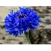 Blue Cornflower 300 Seeds for Planting Bachelor’s Buttons Boutonniere Flower