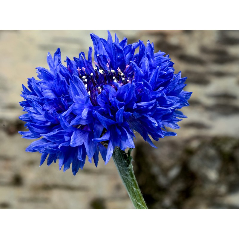 Blue Cornflower 300 Seeds for Planting Bachelor’s Buttons Boutonniere Flower