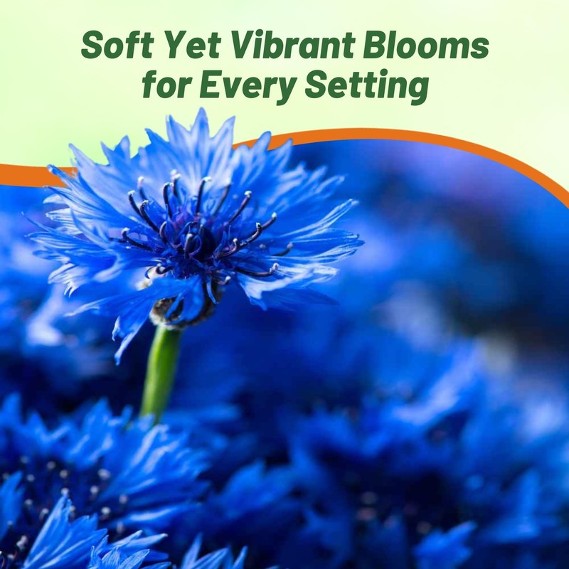 Outsidepride Blue Cornflower Seeds for Planting - 5 lb. Annual