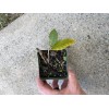 Bonsaisteve Quercus wislizeni seedling, Interior Live Oak, California Evergreen Oaks