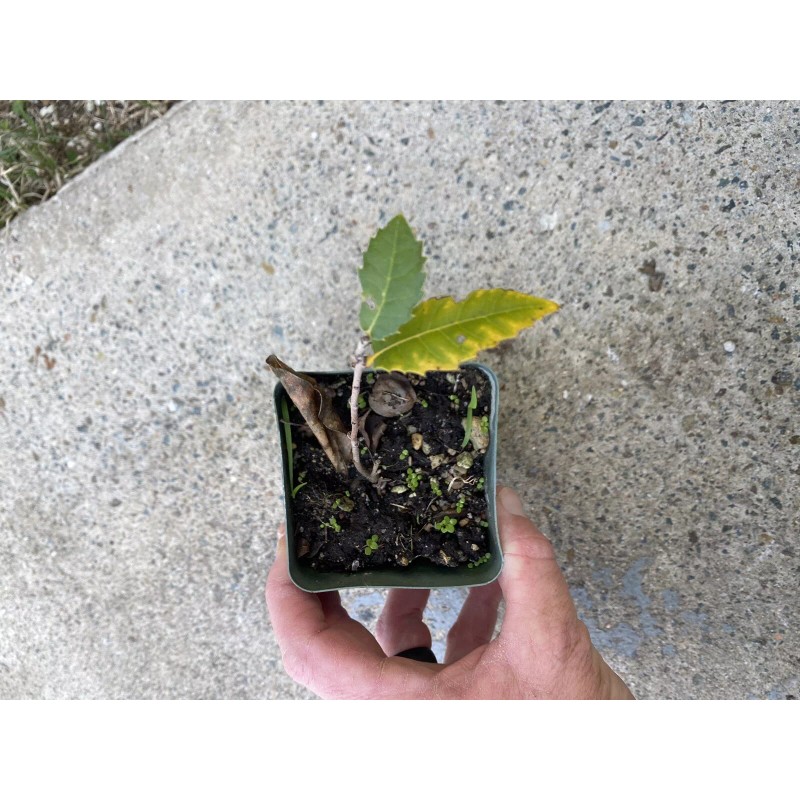 Bonsaisteve Quercus wislizeni seedling, Interior Live Oak, California Evergreen Oaks